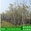 藍花楹 綠化工程苗木 行道樹 風景樹 移植苗批發(fā) 品種多樣