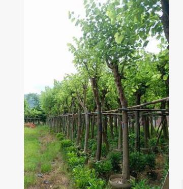 福建廠家直銷 庭院公園風(fēng)景樹 園林綠化苗木紅花紫荊 羊蹄甲