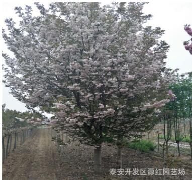 櫻花樹基地直銷綠化工程專用櫻花 普賢象 櫻花