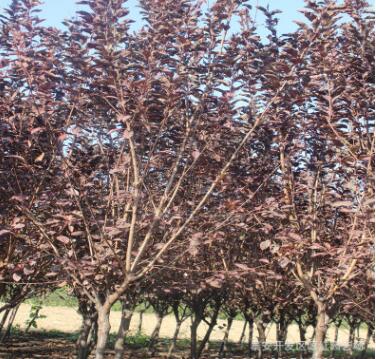 基地直銷各種規格園林綠化苗木 優質紫葉李樹苗