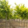 綠化苗木 彩葉景觀樹 金葉榆樹苗 中華金葉榆 行道樹 葉色金黃