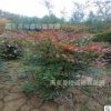 西安綠化苗木批發 南天竹基地 紅色小灌木 周至營養杯南天竹樹苗