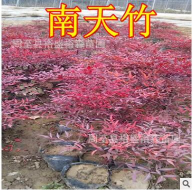 南天竹綠化苗木 大量批發 價格便宜 營養缽帶土南天竹