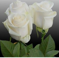 玫瑰苗四季　芬得拉純白色切花月季大苗陽臺盆栽花卉綠化植物