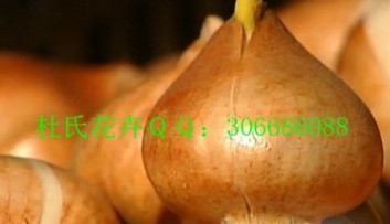 荷蘭進口綠化花卉種球郁金香5度球