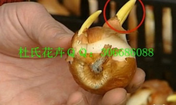 銷售荷蘭進口郁金香種球11－12 12+