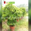 神秘果 樹苗15-18年蜜拉圣果四季盆栽果樹 神奇果子變味果 400號(hào)