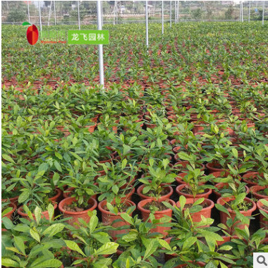 神秘果樹 3年苗蜜拉圣果變味果盆栽批發供應龍飛專業種植神秘果苗