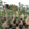 批發(fā)藤本爬藤歐月 各類國月 月季小苗 庭院月季 爬墻月季 月季花