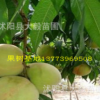 果樹苗 嫁接桃樹苗 水蜜桃 南北方種植 香甜可口 量大優惠