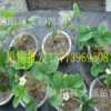 四季草莓苗 攀援草莓苗盆栽草莓苗 水果草莓苗 當年結果
