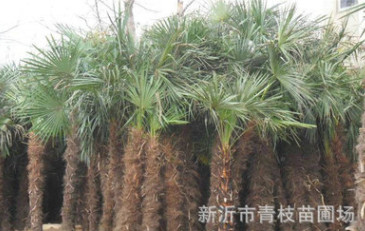 批發綠化苗木花卉喬木花灌木色塊宿根類 棕櫚 棕櫚批發 歡迎咨詢