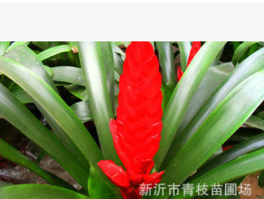 批發綠化苗木花卉室內盆栽綠植熱銷供應 鳳梨 鳳梨盆栽