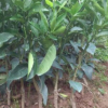 批發沃柑果樹苗無核沃柑嫁接苗南方種植柑橘子苗盆栽地栽當年結果
