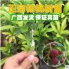 楊梅苗 嫁接東魁楊梅樹苗 營養杯發貨