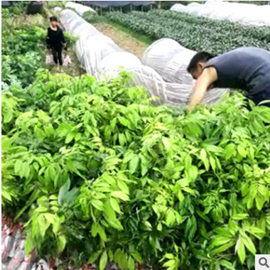 批發優質荔枝苗 接果樹苗 肉厚核小產量高 南北種植