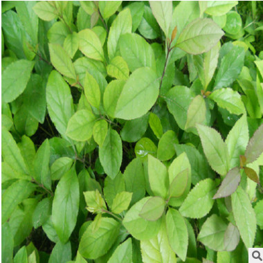 批發(fā)流蘇種子 顆粒飽滿 新采流蘇種子包發(fā)芽 貨源足 保質(zhì)保量