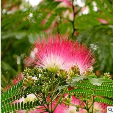 批發優質合歡樹種子 紅花合歡種子 成活率高 量大優惠