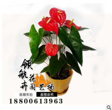 花卉盆栽/水培植物一帆風順,紅掌 凈化空氣綠植