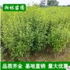 綠化木槿 1-5公分木槿 木槿小苗 木槿樹苗 量大優(yōu)惠