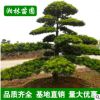 【基地直銷】苗圃經(jīng)營漢松 造型羅漢松 工程綠化苗 園林綠化苗