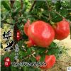 批發優質嫁接石榴綠化果樹苗 庭院園林種植超大籽石榴苗味甜多汁