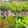 批發(fā)優(yōu)質(zhì)綠化苗金葉女貞 行道樹 金葉女貞球 庭院植物規(guī)格齊全