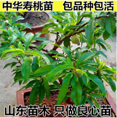 盆栽壽星桃 觀賞桃 中華壽桃 壽桃苗批發(fā)