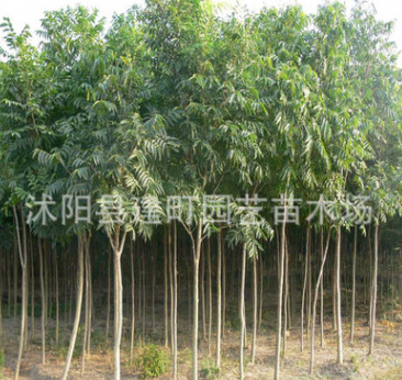 批發工程樹苗 無患子小樹苗8-15公分無患子樹 綠化專用