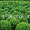 苗圃直銷小葉女貞苗 小葉女貞球 各規格齊全貨源充足小葉女貞批發