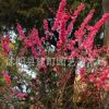 大量批發紅梅苗 大規格紅梅樹苗 優質紅梅小苗 規格齊全