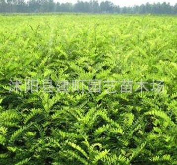 基地批發(fā)紫穗槐樹苗 紫穗槐苗 紫穗槐 根系發(fā)達(dá)易成活 歡迎選購