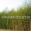 基地批發竹子苗紫竹苗 大青竹苗 金鑲玉竹苗等 規格全 數量多