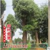 供應行道 喬木 香樟 移栽骨架香樟