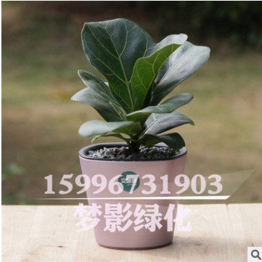 觀葉琴葉榕 大圓葉室內盆栽大植物凈化易養花卉綠植 琴葉榕盆栽