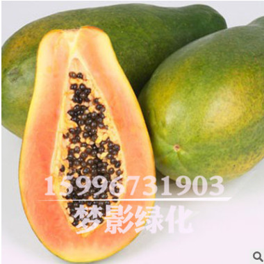批發(fā)木瓜種子價格 顆粒飽滿 木瓜種子銷售 當(dāng)年采包發(fā)芽