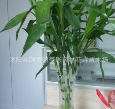 批發(fā)室內(nèi)盆栽富貴竹 水培竹 長壽竹 富貴開運水培觀葉植物