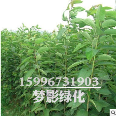 苗圃基地專(zhuān)供 優(yōu)質(zhì)中藥材 杜仲樹(shù)苗 治療關(guān)節(jié)痛有療效 量大優(yōu)惠