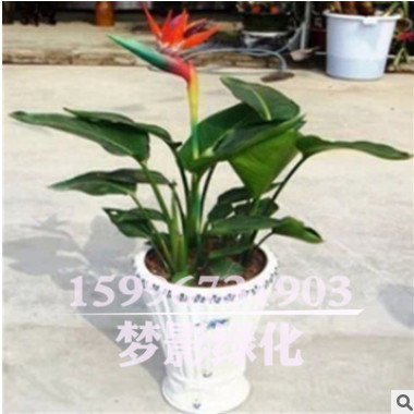 批發(fā)天堂鳥盆栽 盆栽綠植花卉 鶴望蘭 又名天堂鳥 觀賞高檔綠植