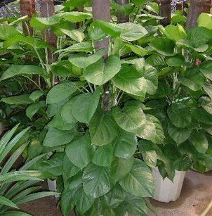 大葉綠蘿 有綠色進(jìn)化器之美稱 室內(nèi)盆栽植物 四季常青花卉