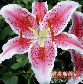 特價秒殺 百合種球【馬龍】香水百合,特價每個2.6元 量大優惠