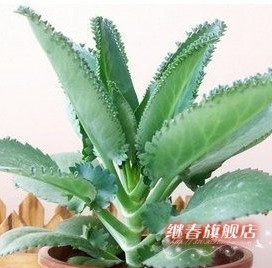 特價熱賣 夏季特別推出【落地生根】稀少的盆栽花卉 成活率100%