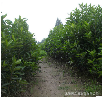 法國冬青苗規格齊全 常綠珊瑚樹成活率高