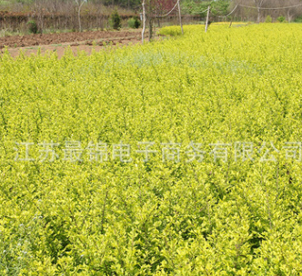女貞小苗批發工程綠化金葉女貞小苗 規格齊全金葉女貞苗色塊苗