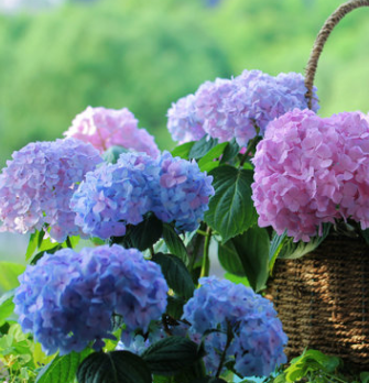 無盡夏繡球 藍紫色大花球 花期超長 八仙花 庭院花園植物耐陰花卉