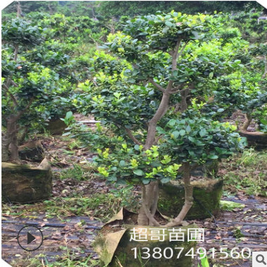 基地直銷綠化景觀苗木造型無(wú)刺枸骨樹(shù)樁 別墅、屋頂花園綠植首選