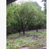 批發各類優質苗木 山杏 杏樹 杏子樹 生貨熟貨杏樹