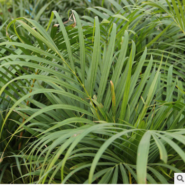 批發大型盆景植物 散尾葵 居家盆栽植物 凈化空氣