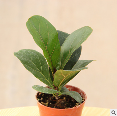 琴葉榕 像提琴葉橡皮樹 大圓葉植物 高檔室內大型盆栽綠植