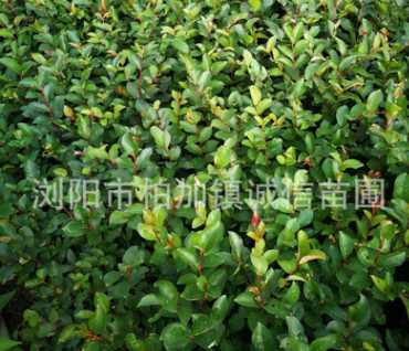 基地大量供應(yīng)矮腳紫薇綠化工程苗